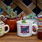 Mugs filled with plants