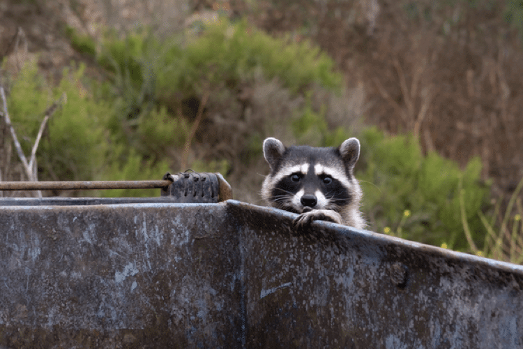 a raccoon sticking its head out of a dumpster